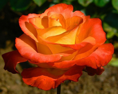 roze.png (177.12 KB), Просмотрено 359 раз(а)